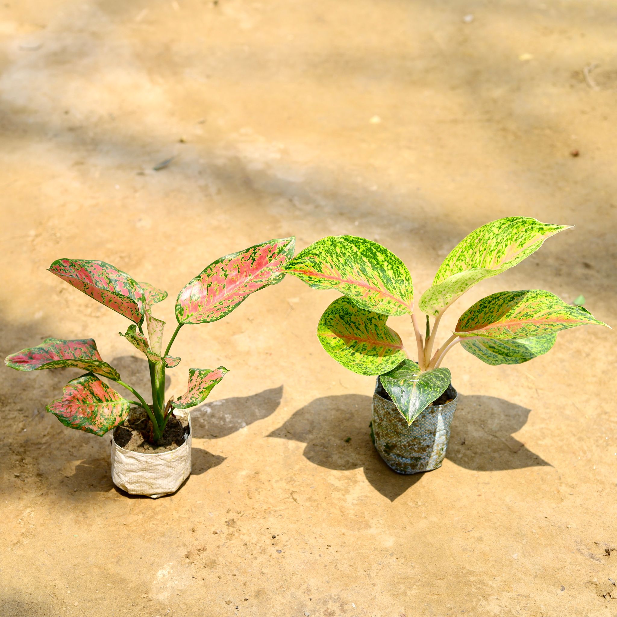 Set Of 2 - (Aglaonema Red Ruby & Night Sparkle) in 4 Inch Nursery Bag