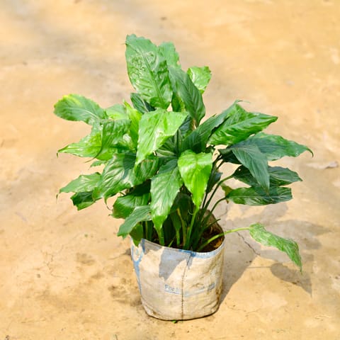 Peace Lily Plant in 8 Inch Nursery Bag