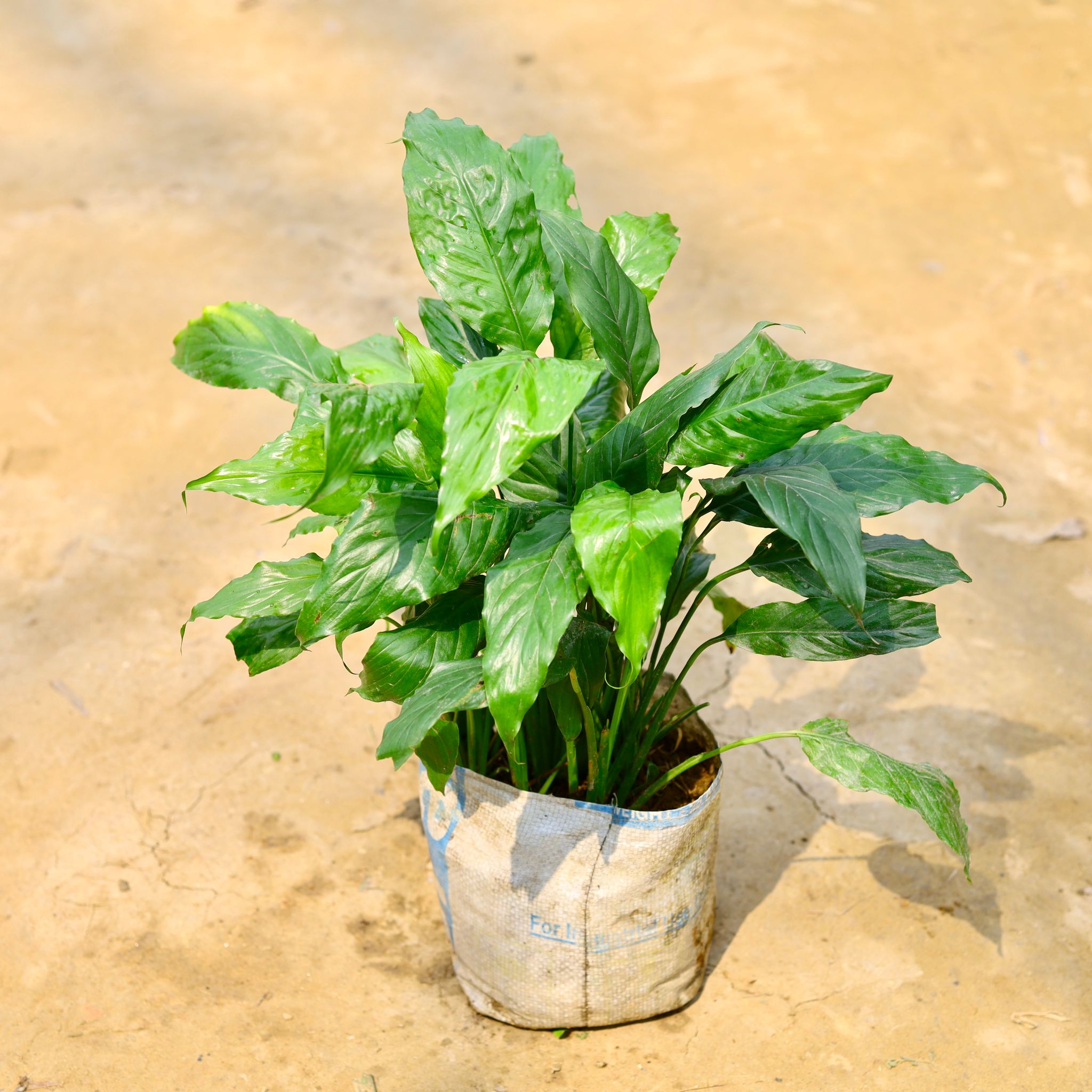 Peace Lily Plant in 8 Inch Nursery Bag