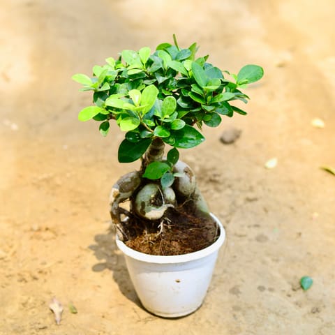 Ficus Microcarpa Bonsai in 5 Inch Nursery Pot