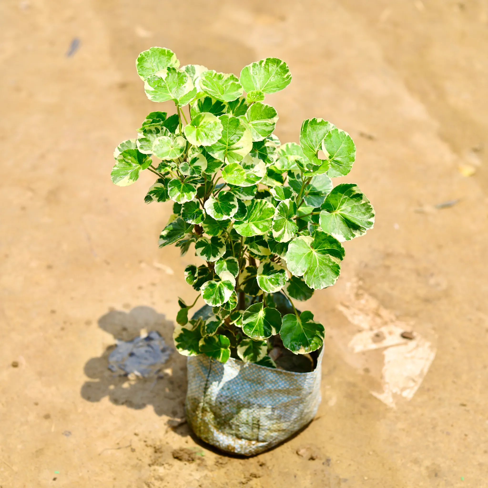 Aralia Apple Leaf in 4 Inch Nursery Bag