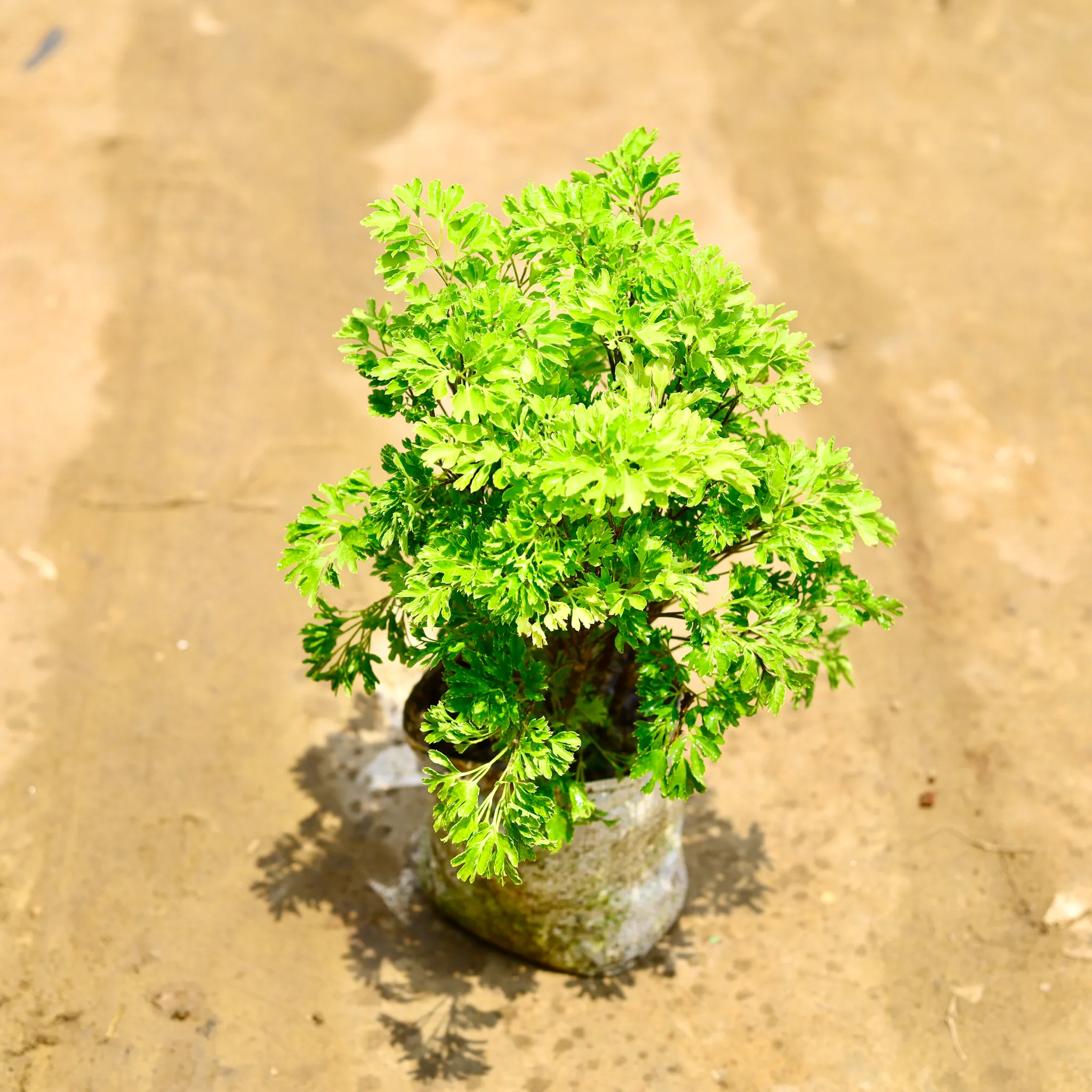 Aralia Japanese Light Green in 6 Inch Nursery Bag