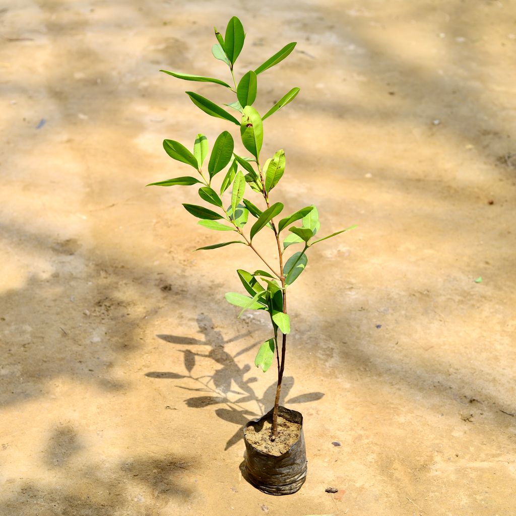 Buy All Spice Plant in 5 Inch Nursery Bag Online | Urvann.com All Spice Plant in 5 Inch Nursery Bag