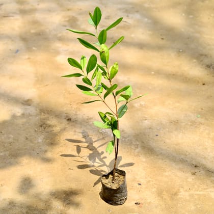 Buy All Spice Plant in 5 Inch Nursery Bag Online | Urvann.com