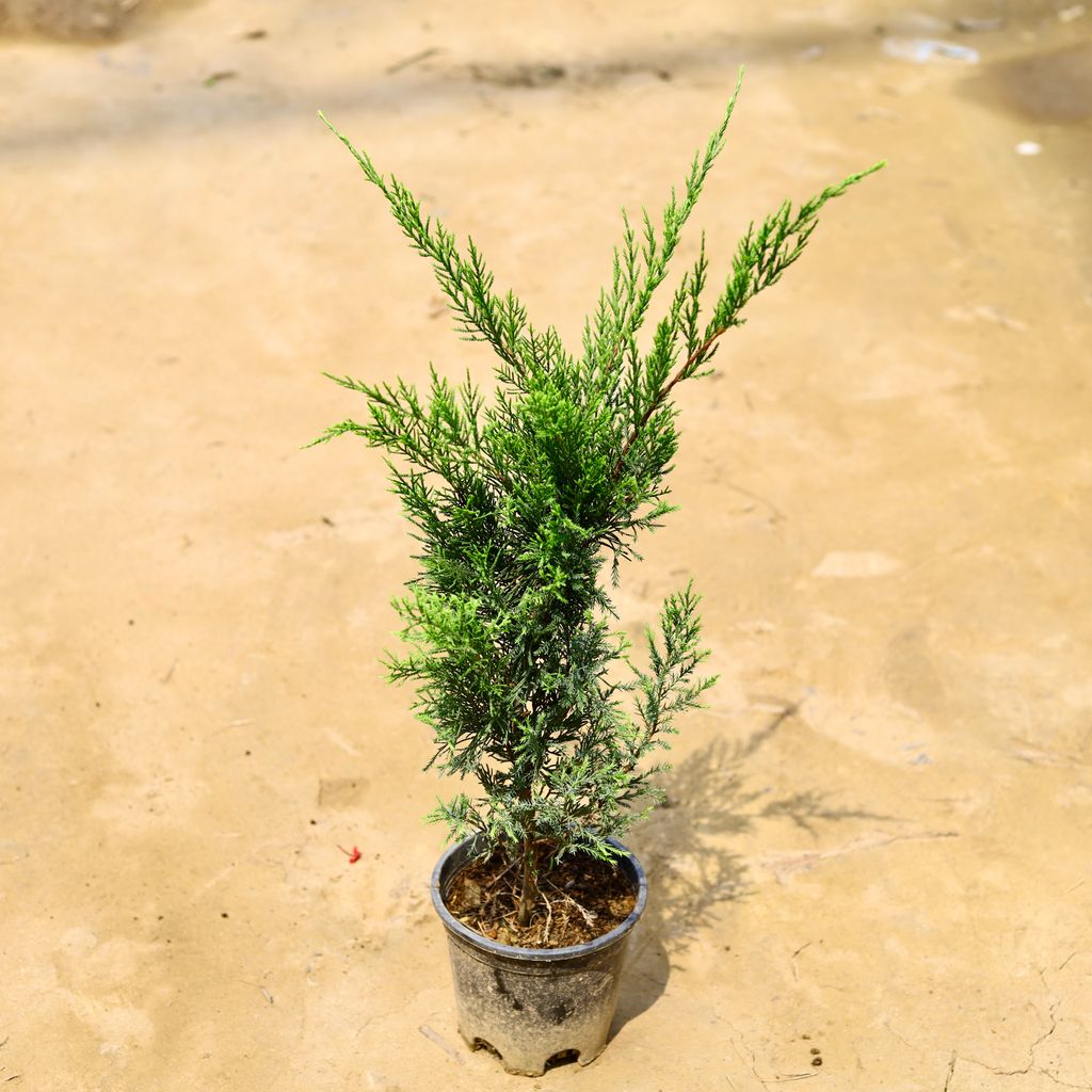 London Pine in 6 Inch Nursery Pot