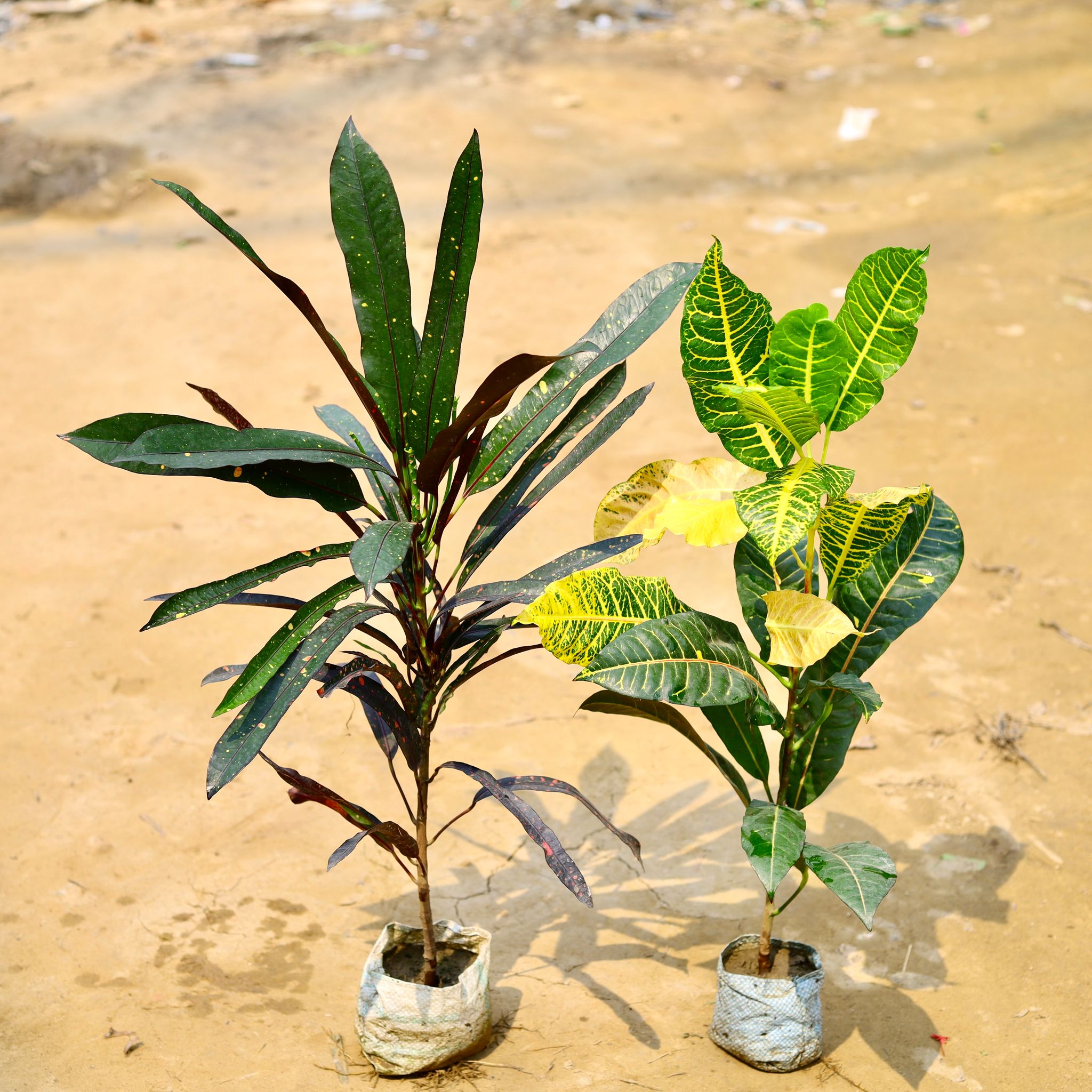 Set Of 2 - Croton (Petra & Black Long Leaf) in 4 Inch Nursery Bag