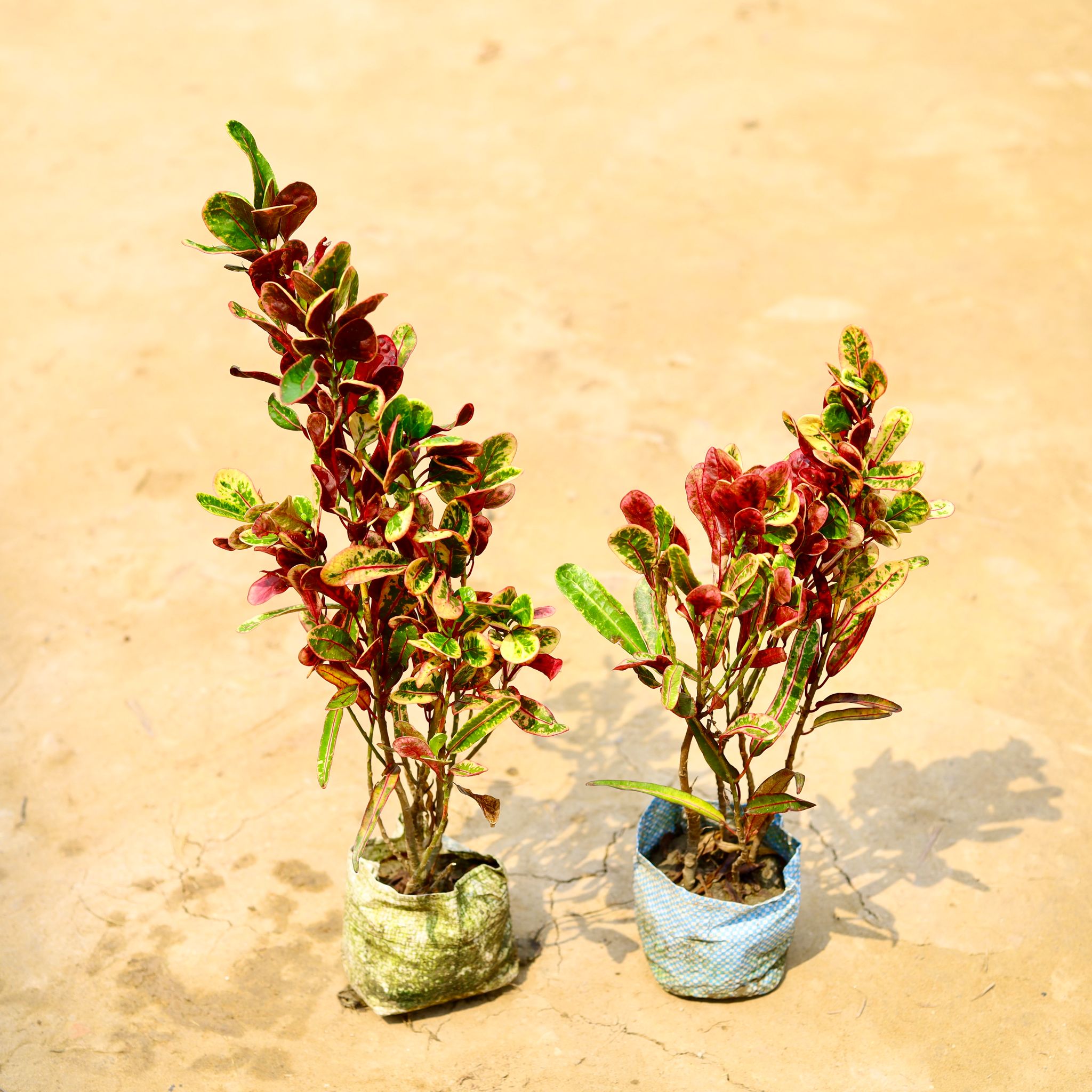 Set Of 2 - Croton Torch Glow in 4 Inch Nursery Bag