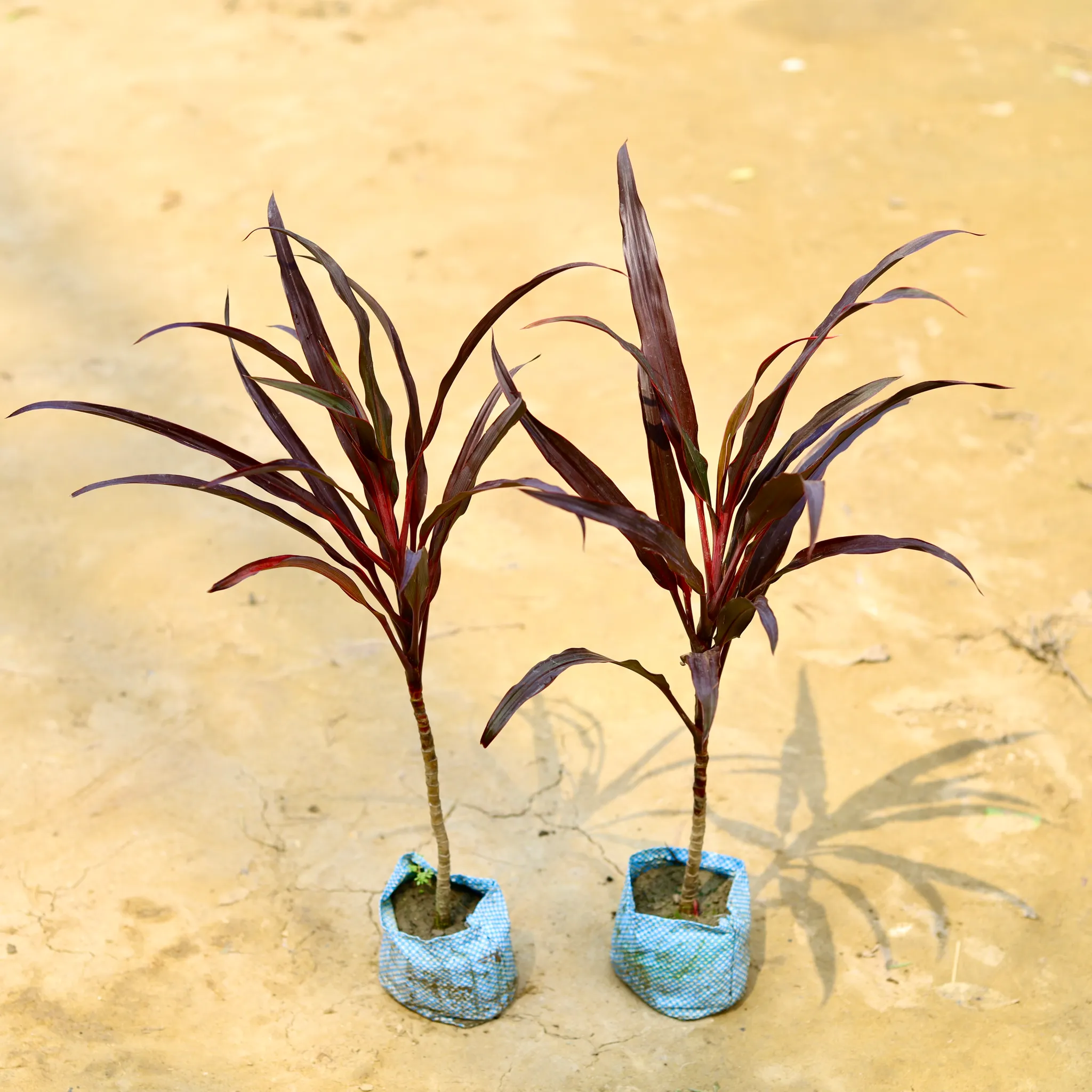 Set Of 2 - Dracaena Red Long Leaf in 4 Inch Nursery Bag