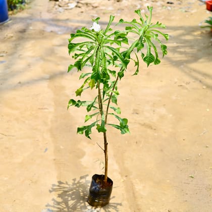 Buy Naag Champa / Plumeria Pudica in 8 Inch Nursery Bag Online | Urvann.com
