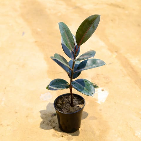 Rubber Black in 6 Inch Nursery Pot