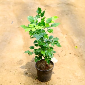 Free Next Day Delivery - Moss stick - 2.5 ft