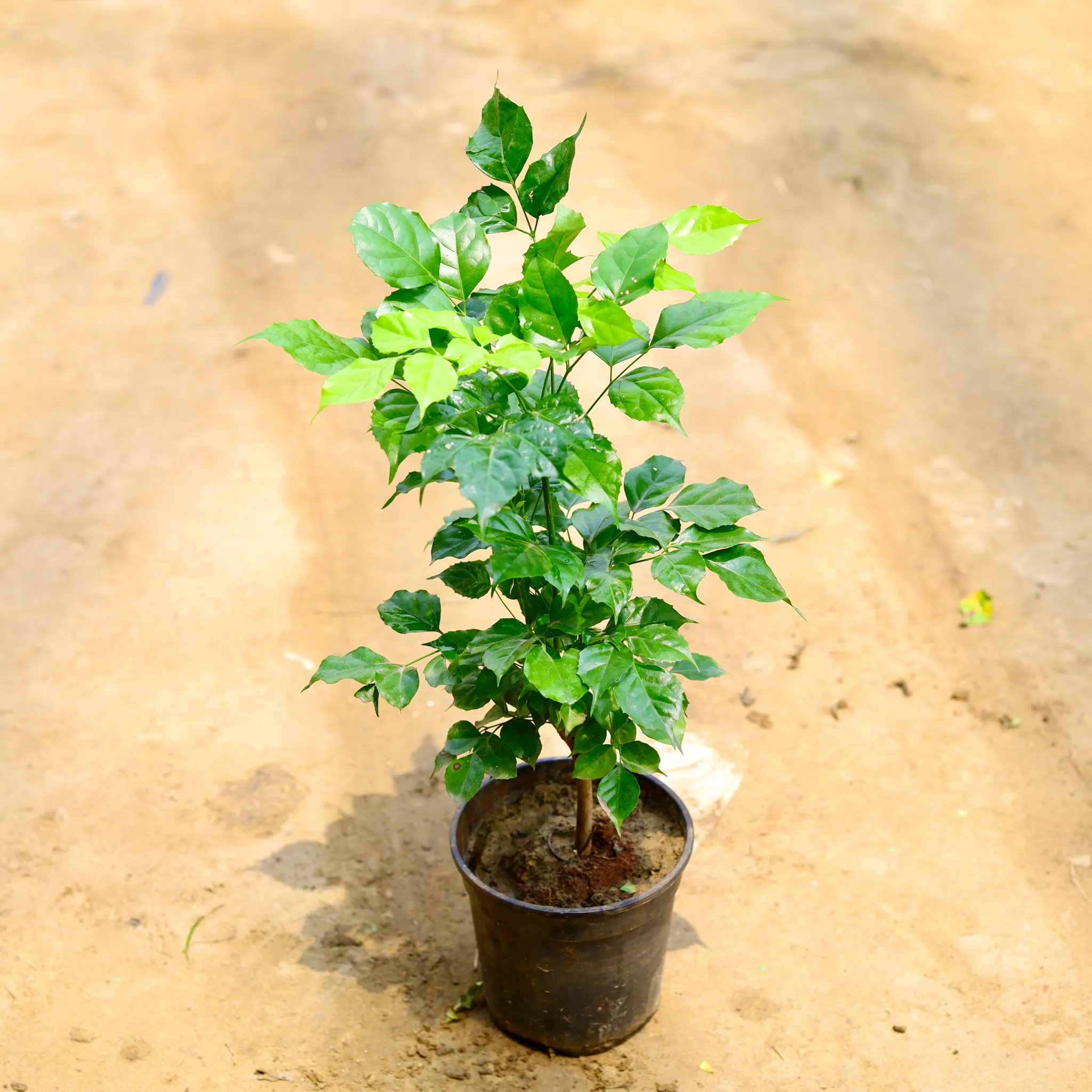 Radermachera / China Doll (~ 2 Ft) in 6 Inch Nursery Pot