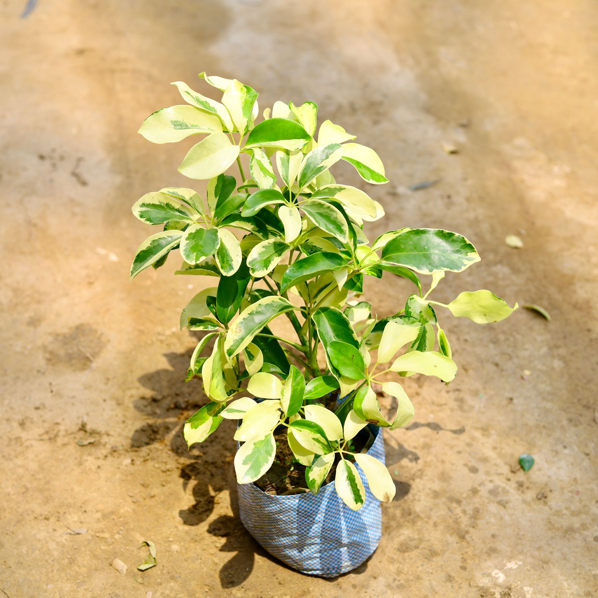 Schefflera Variegated in 5 Inch Nursery Bag