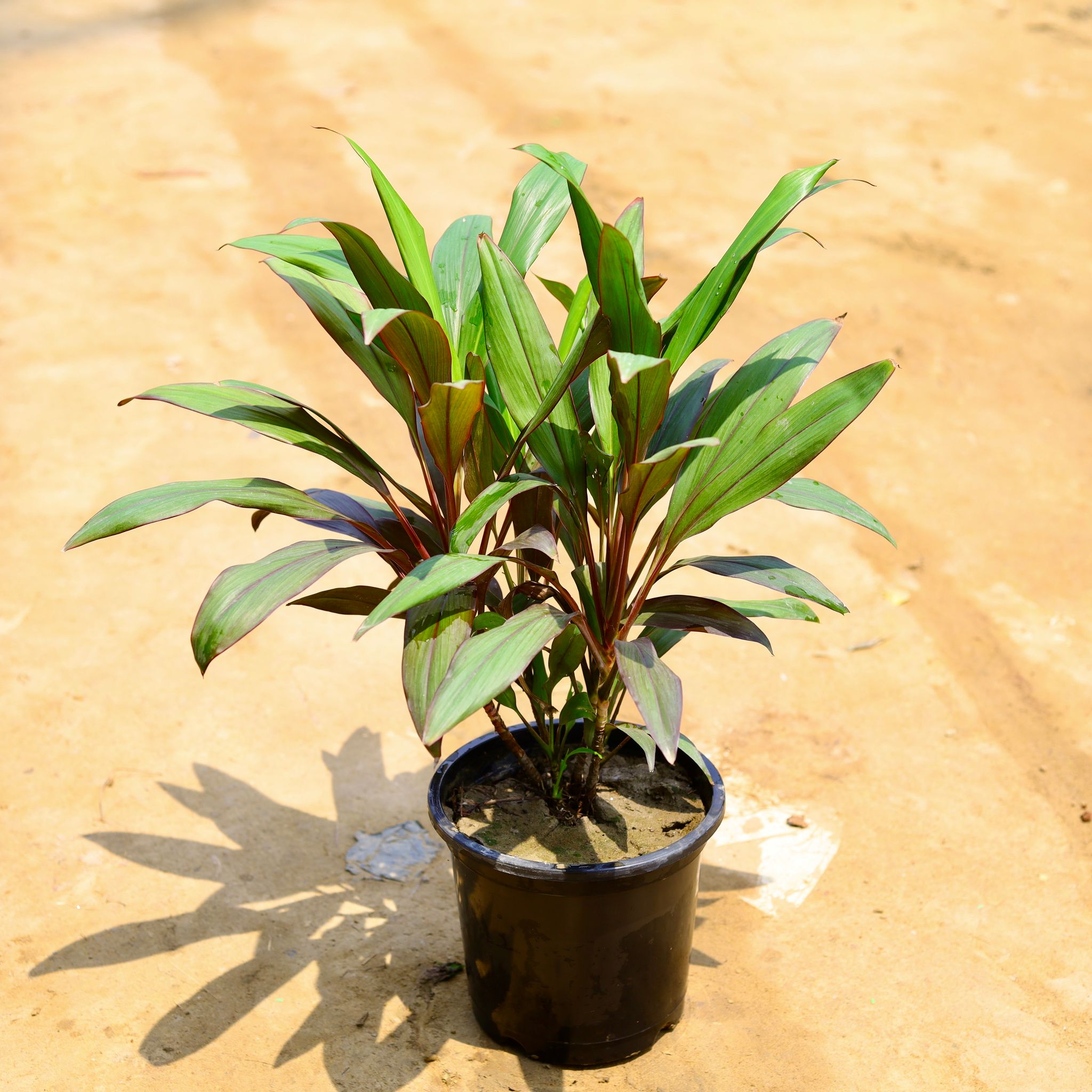 Dracaena Mahatma in 8 Inch Nursery Pot