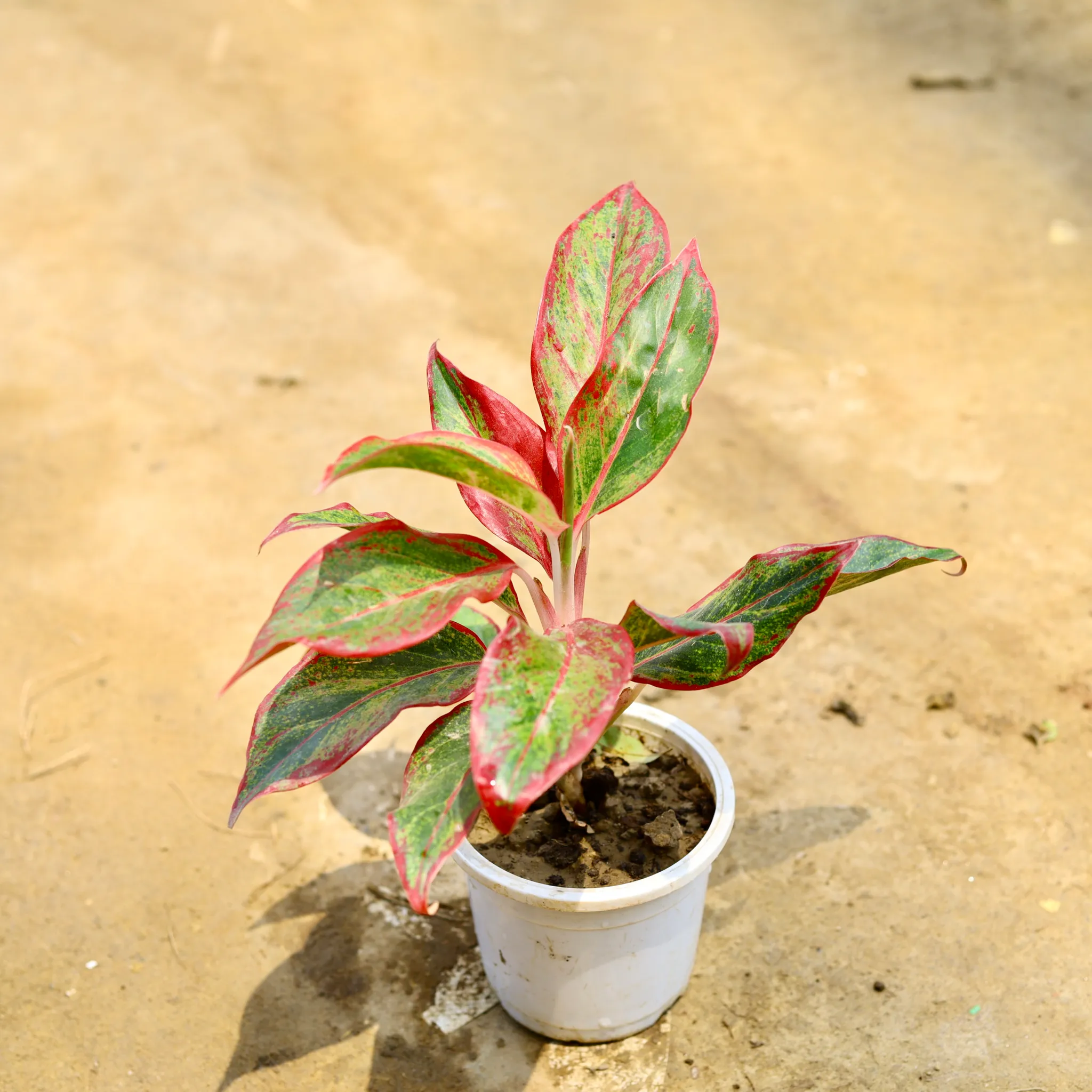 Aglaonema Lipstick in 4 Inch White Nursery Pot