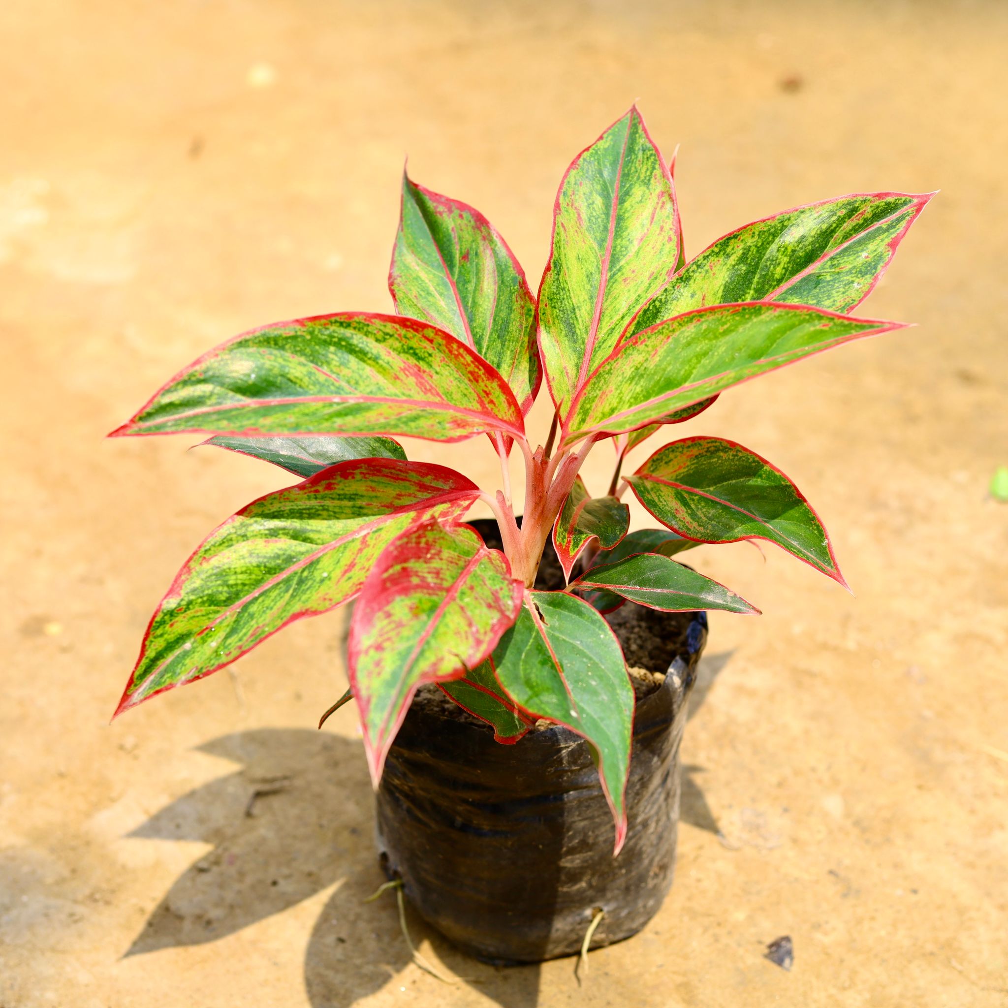 Aglaonema Lipstick in 3 Inch Nursery Bag