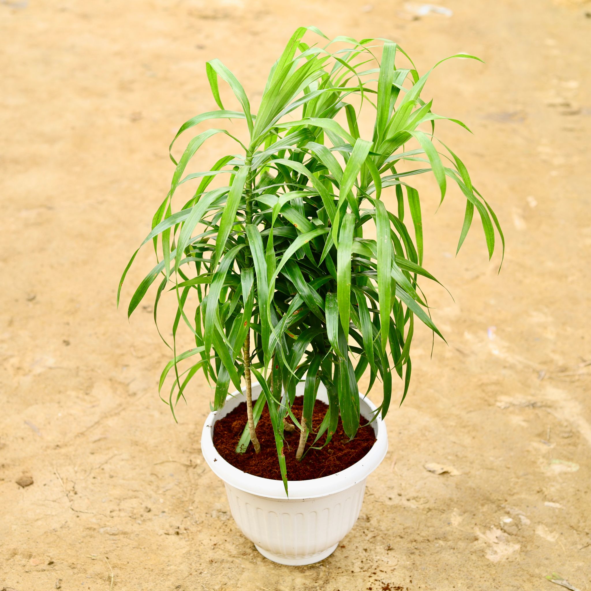 Dracaena Green Long Leaf in 10 Inch White Olive Plastic Pot