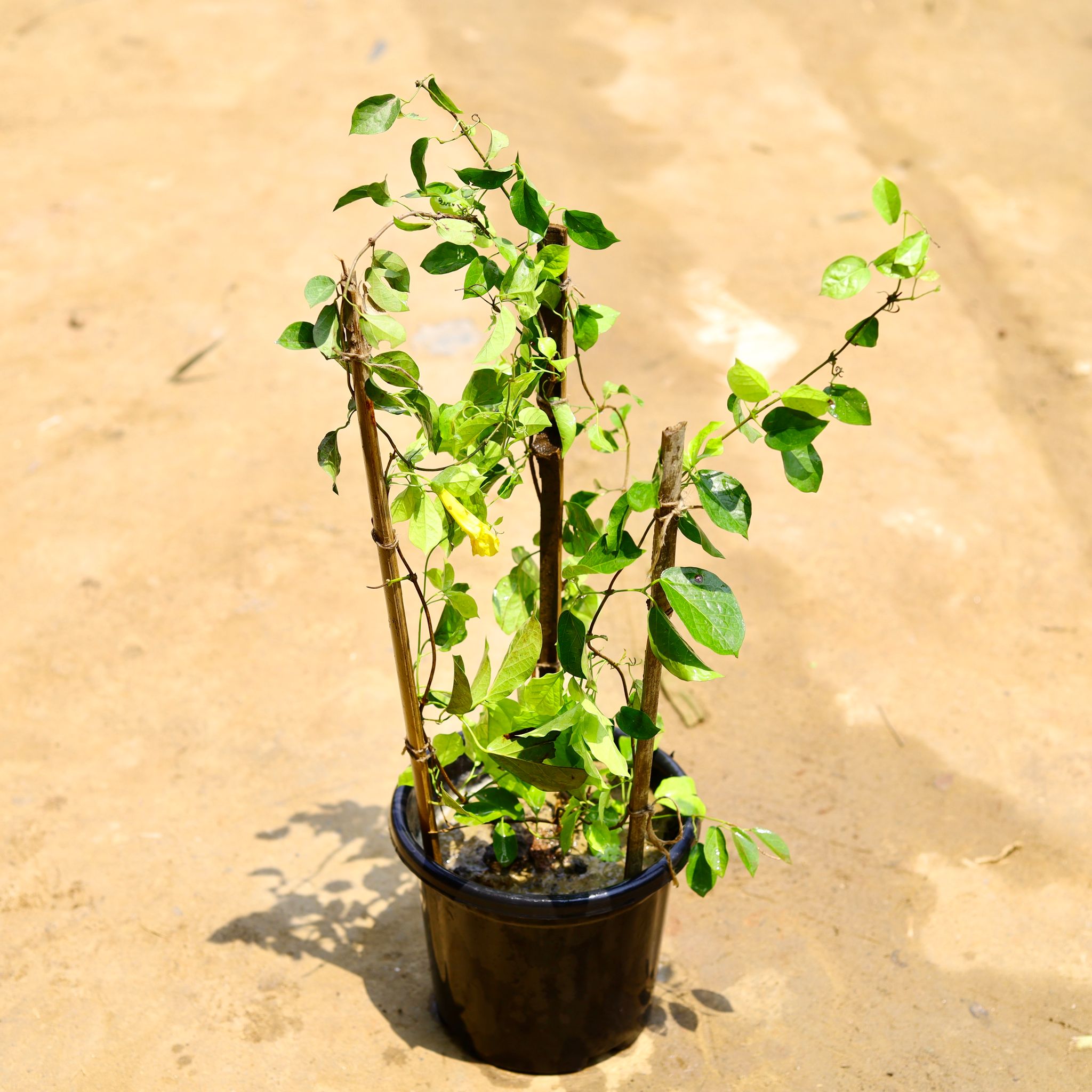 Cat'S Claw Creeper Yellow in 8 Inch Nursery Pot