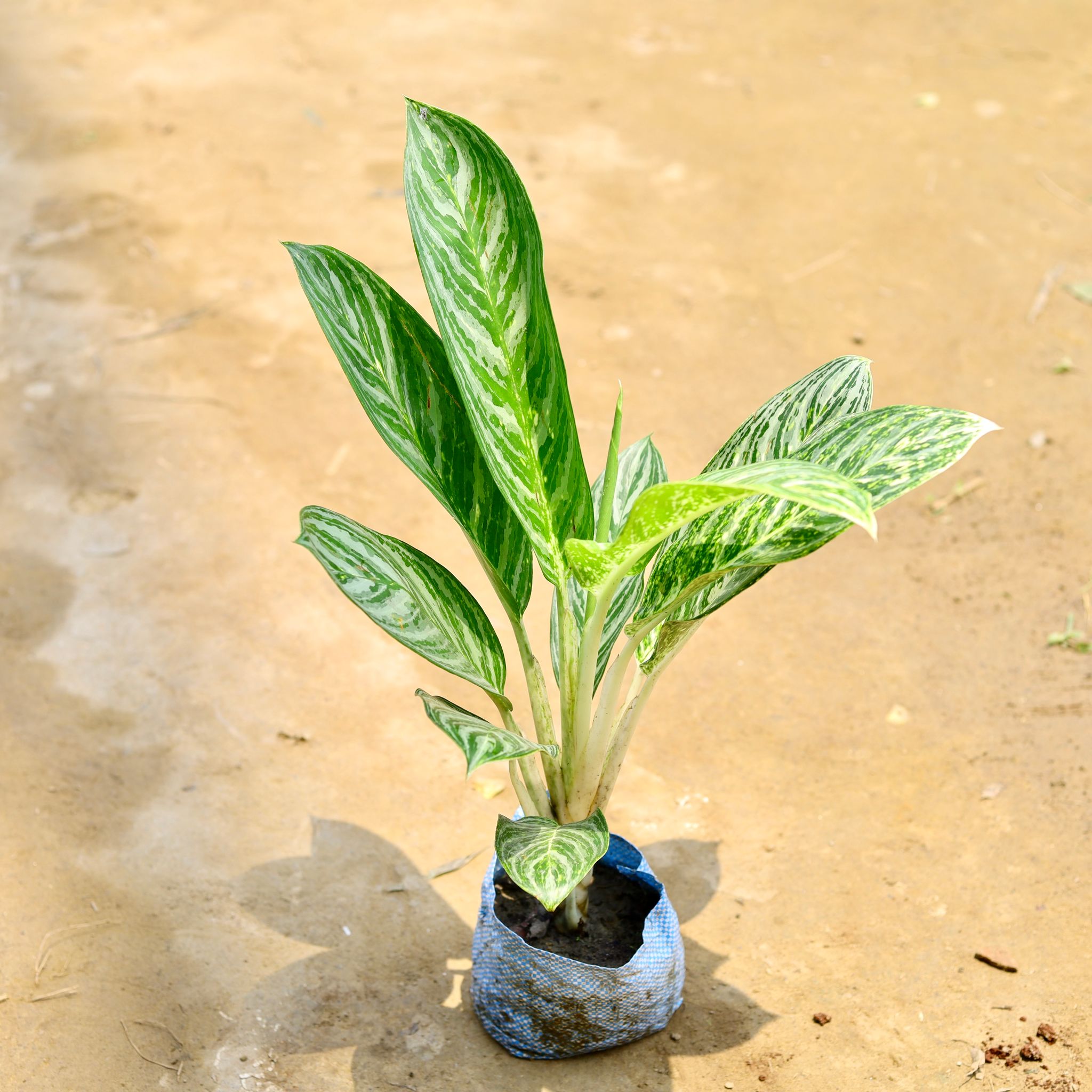 Aglaonema Jharna in 7 Inch Nursery Bag