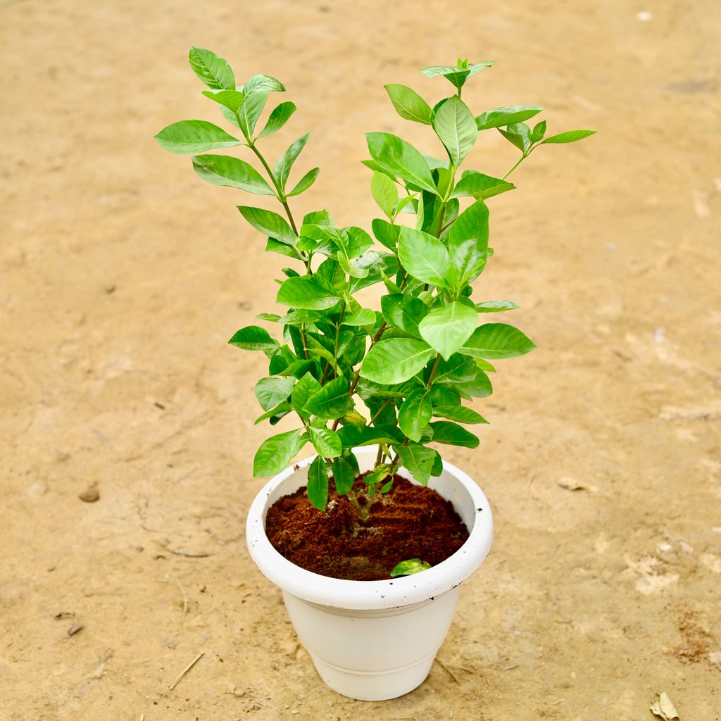 Buy Gandhraj / Gardenia in 10 Inch White Classy Plastic Pot Online | Urvann.com Gandhraj / Gardenia pune in 10 Inch White Classy Plastic Pot