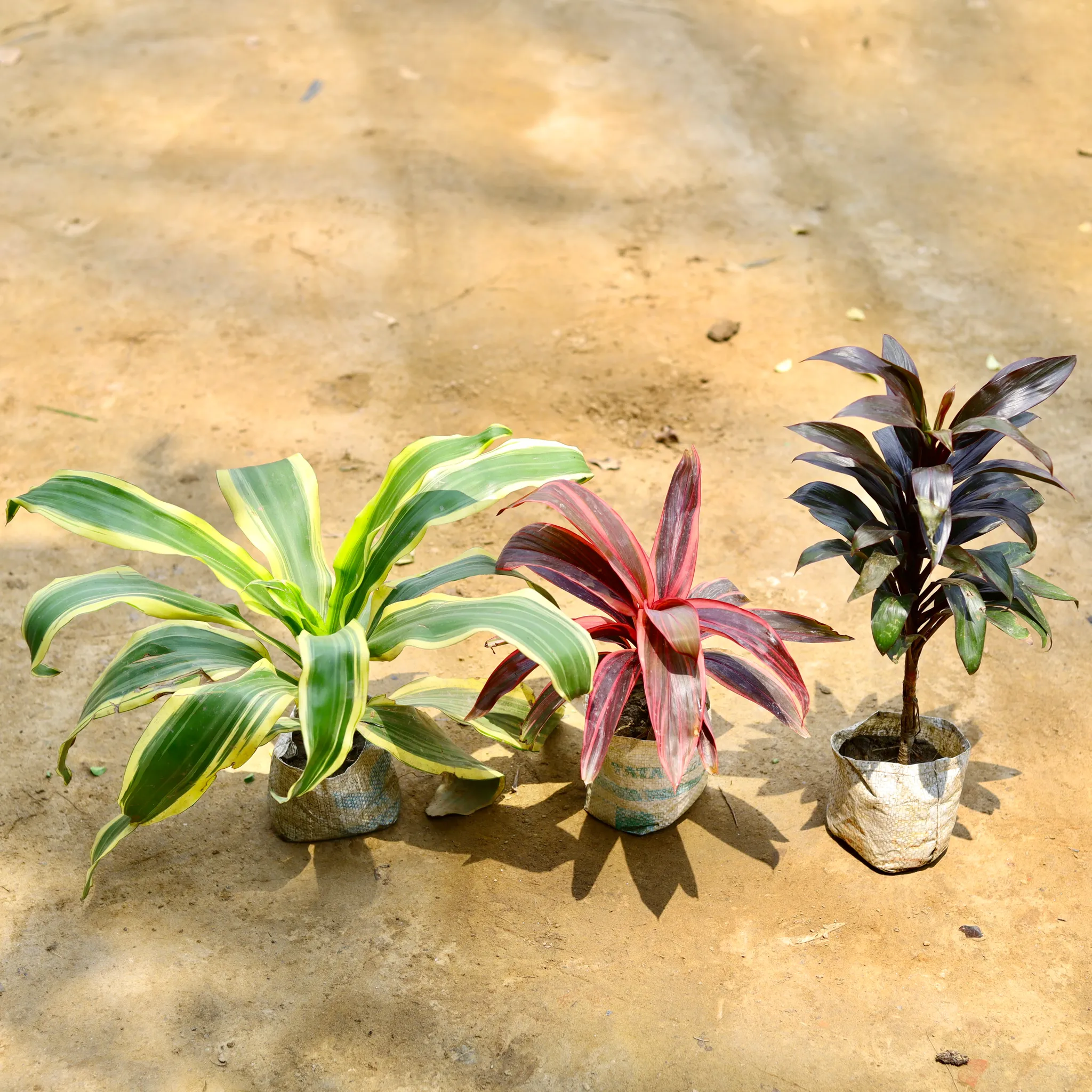 Set Of 3 - Dracaena (Victoria, Baby Doll & Cordyline Red) in 4 Inch Nursery Bag