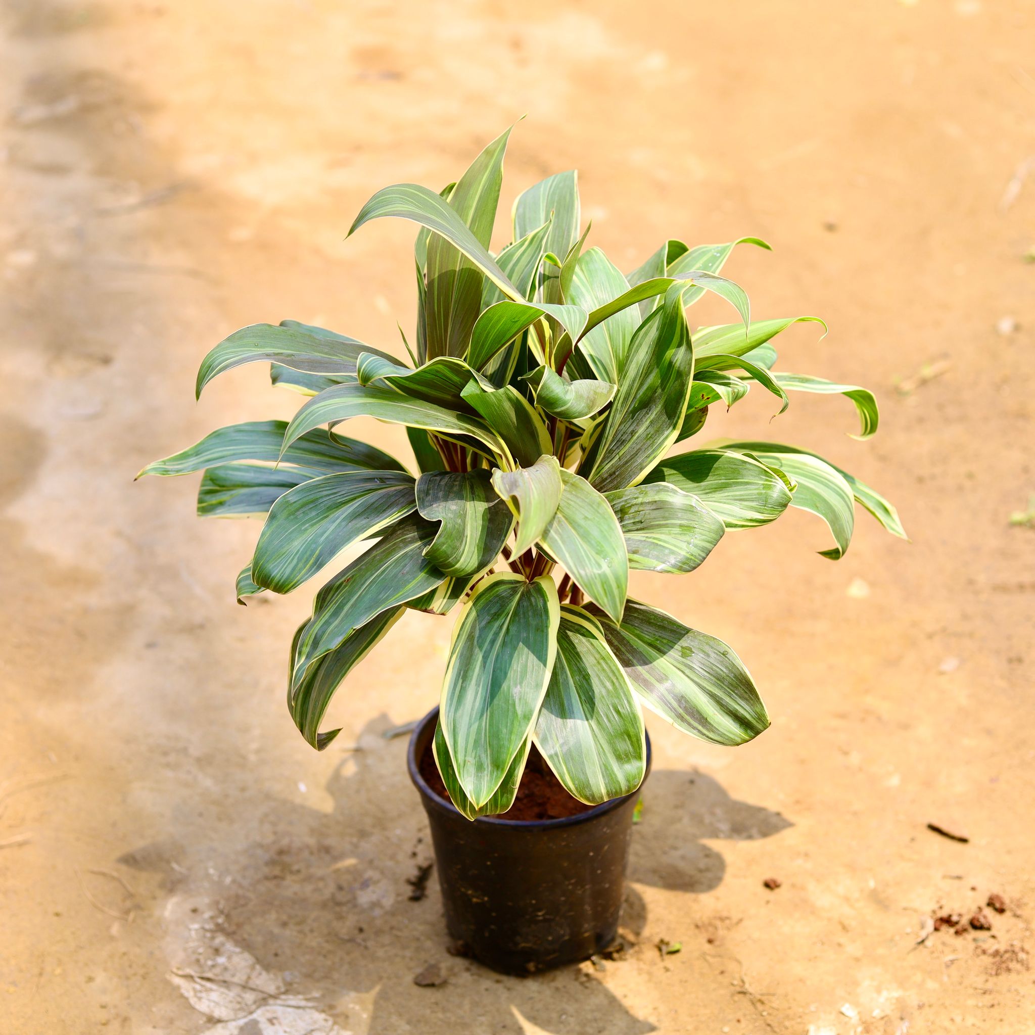 Dracaena Cordyline Variegated in 8 Inch Nursery Pot