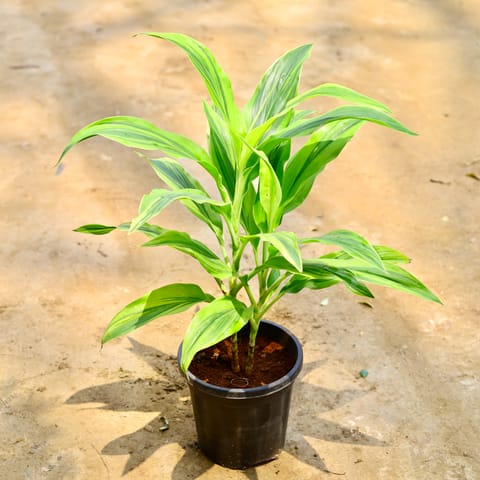 Dracaena Limelight in 8 Inch Nursery Pot