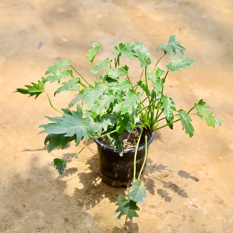 Xanadu Green in 8 Inch Nursery Pot