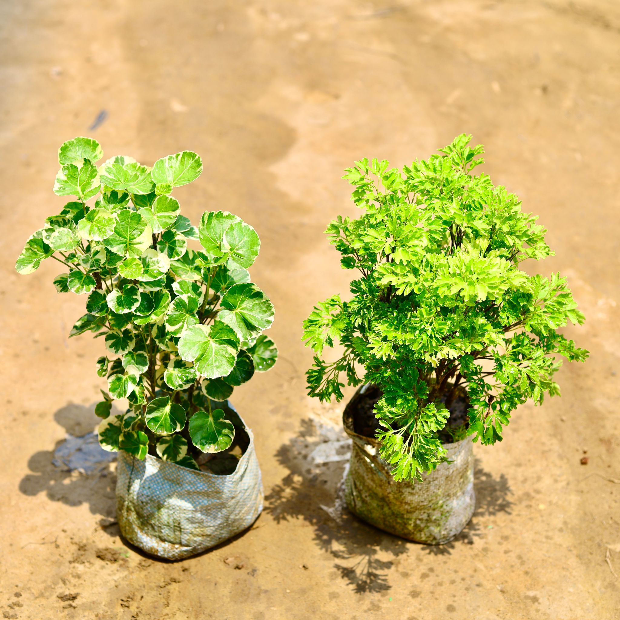 Set Of 2 - Aralia (Apple Leaf & Japanese Light Green) in 4 Inch Nursery Bag