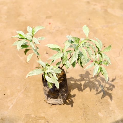Chandni Variegated in 4 Inch Live Fresh Plant Nursery Bag in Sector 96