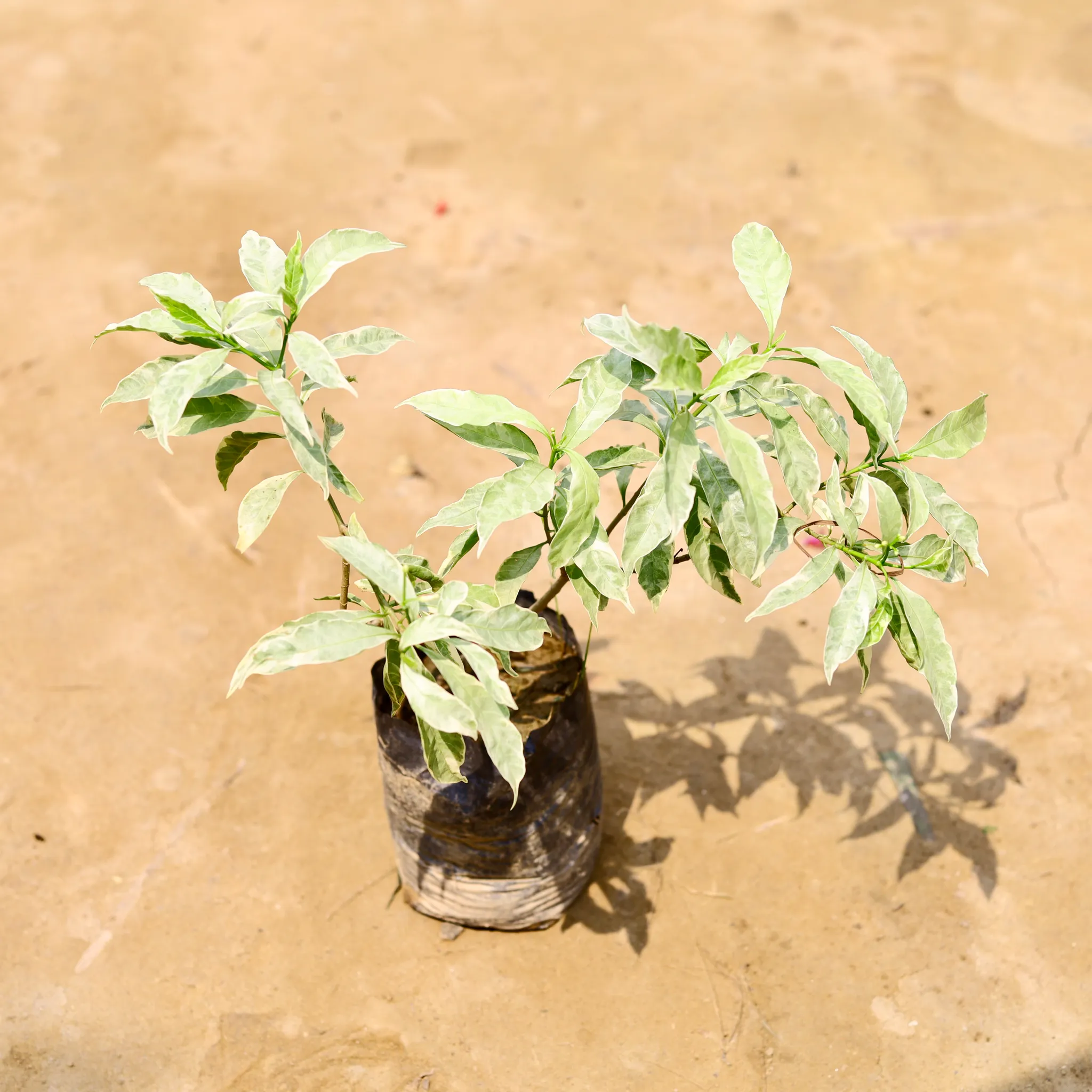 Chandni Variegated in 4 Inch Nursery Bag