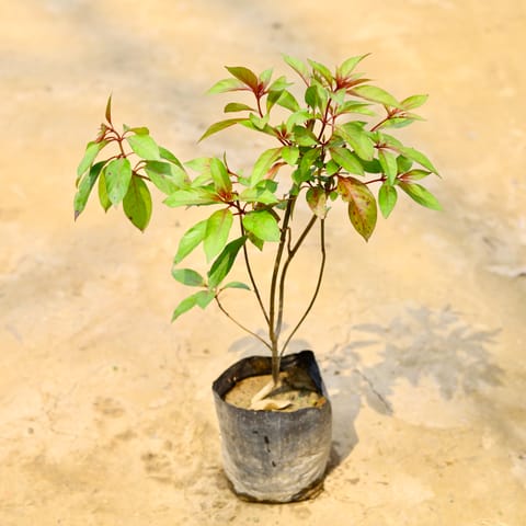 Hamelia / Firebush Red in 5 Inch Nursery Bag