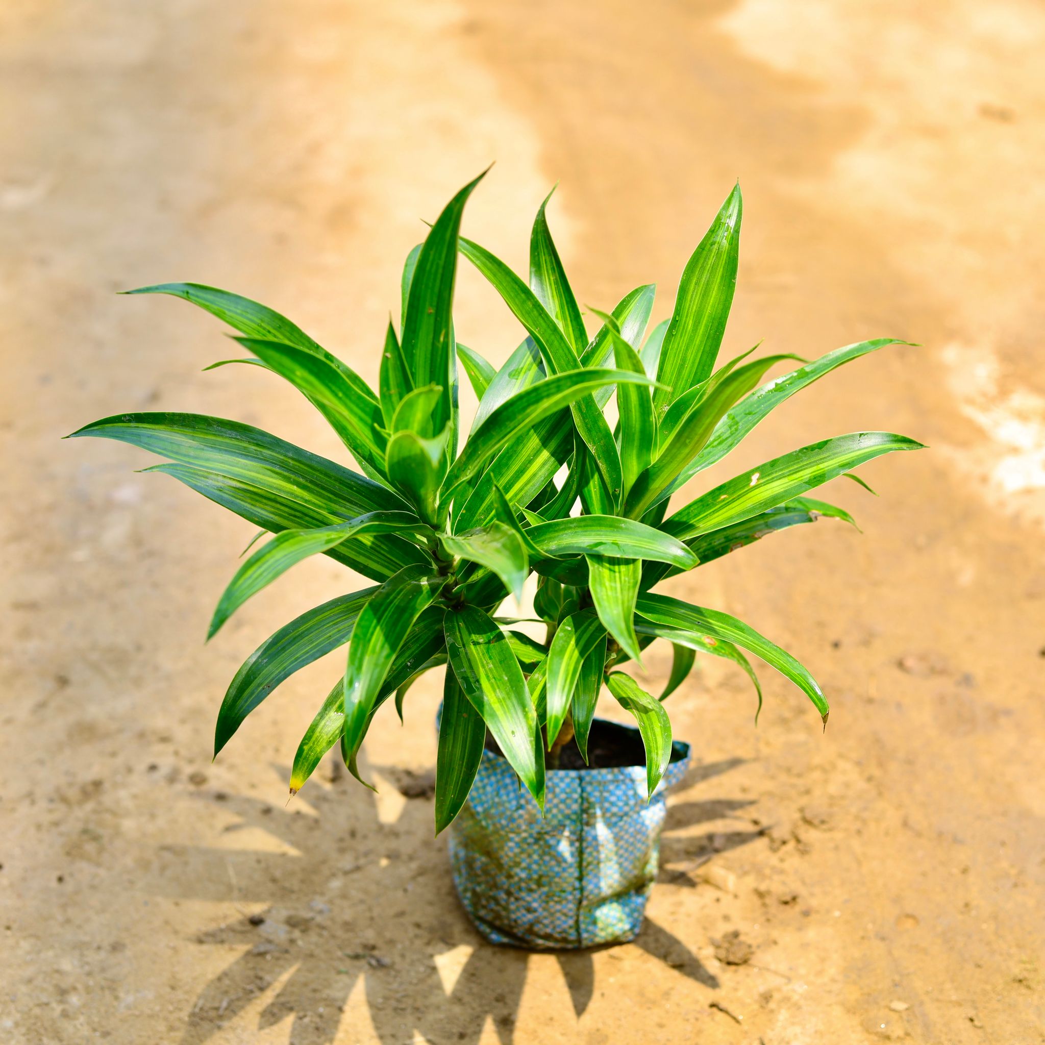 Dracaena Messenger in 4 Inch Nursery Bag