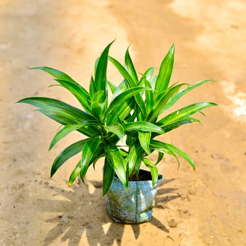 Air Purifier Dracaena Messenger in 4 Inch Nursery Bag