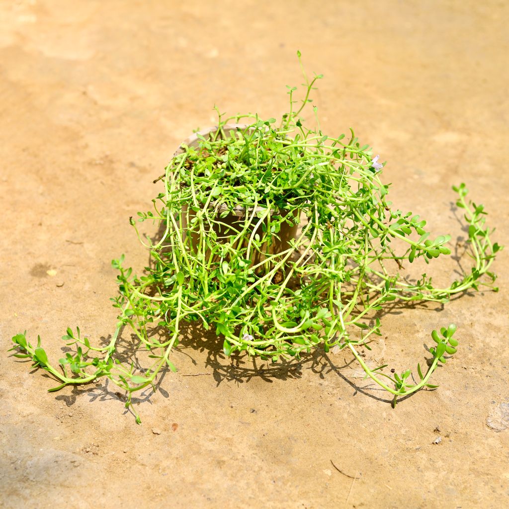 Buy Brahmi Herb Plant in 4 Inch Nursery Pot Online | Urvann.com Brahmi Herb Plant in 4 Inch Nursery Pot