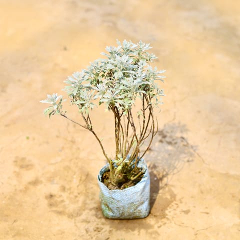 Lavender in 4 Inch Nursery Bag