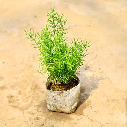 Buy Asparagus Mary Dwarf in 4 Inch Nursery Bag Online | Urvann.com