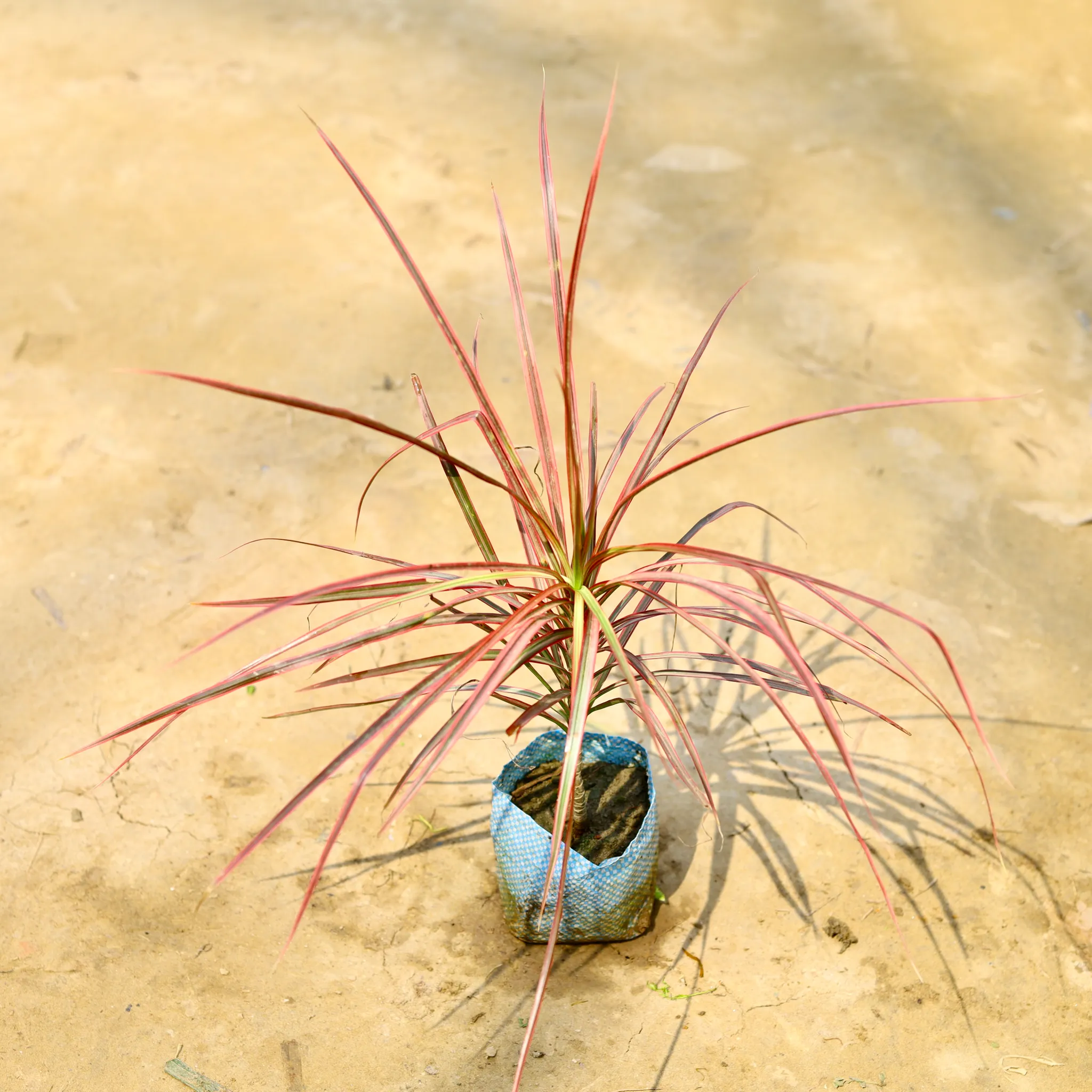 Dracaena Colorama / Marginata Red in 4 Inch Nursery Bag