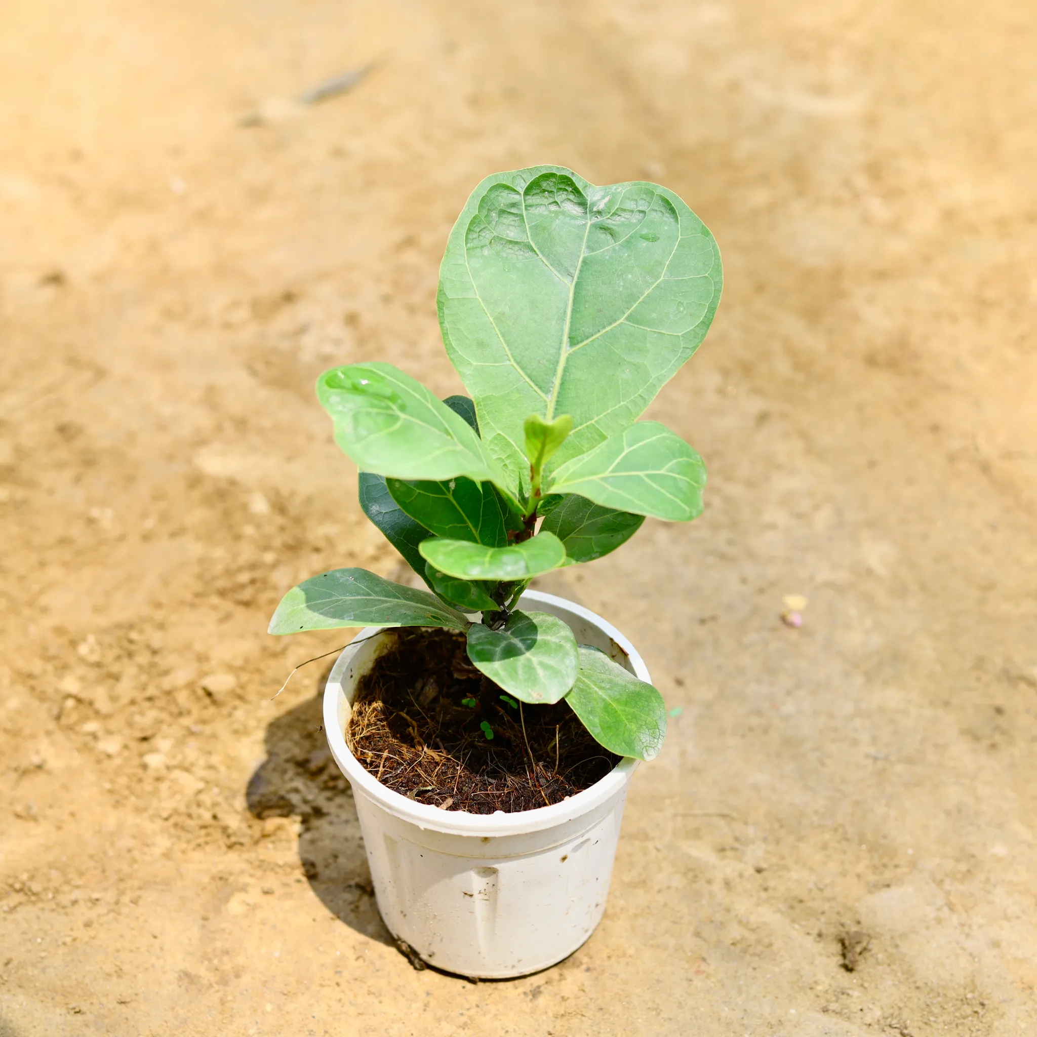 Fiddle Leaf/ Ficus Lyrata in 4 Inch Nursery Pot
