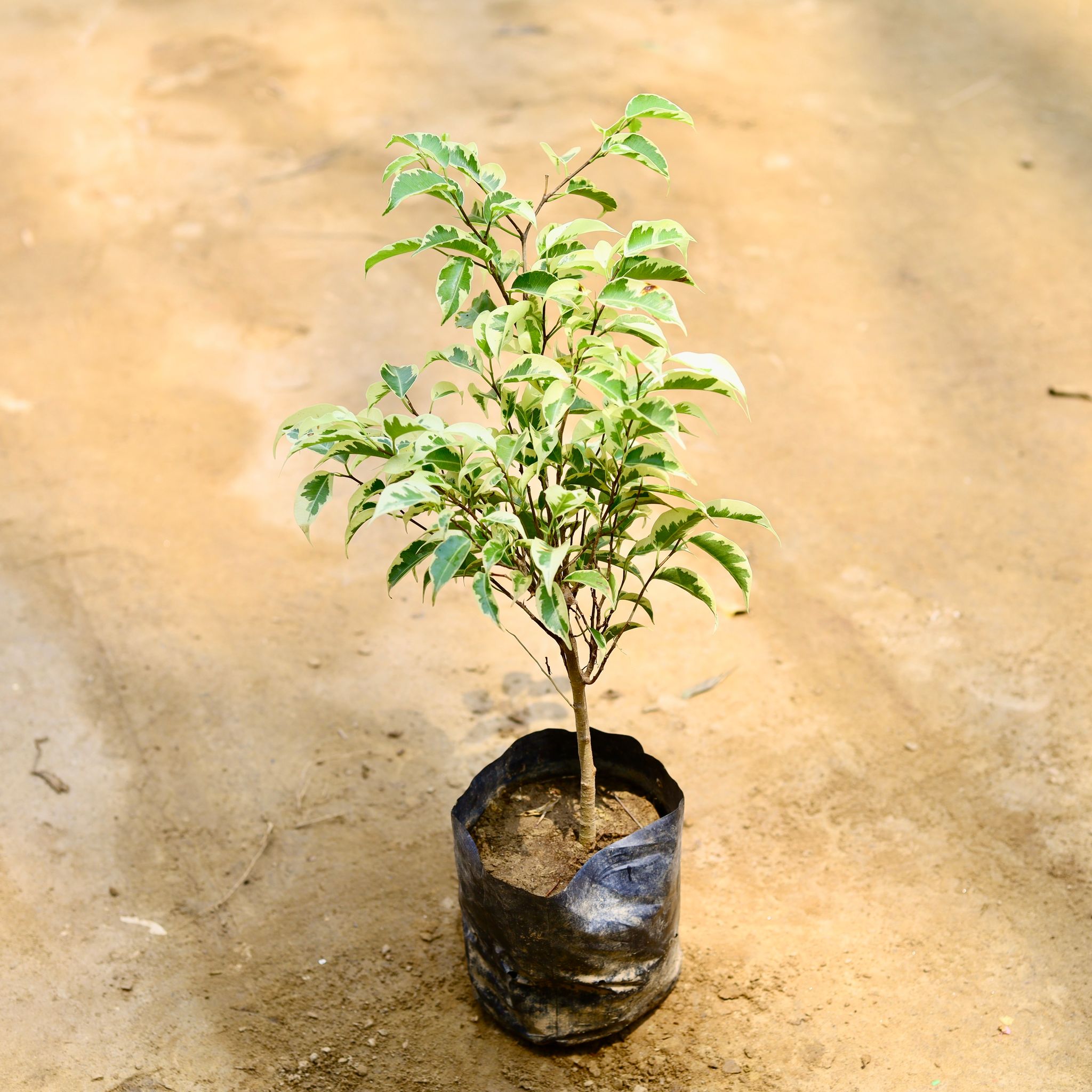 Ficus Star Light in 6 Inch Nursery Bag