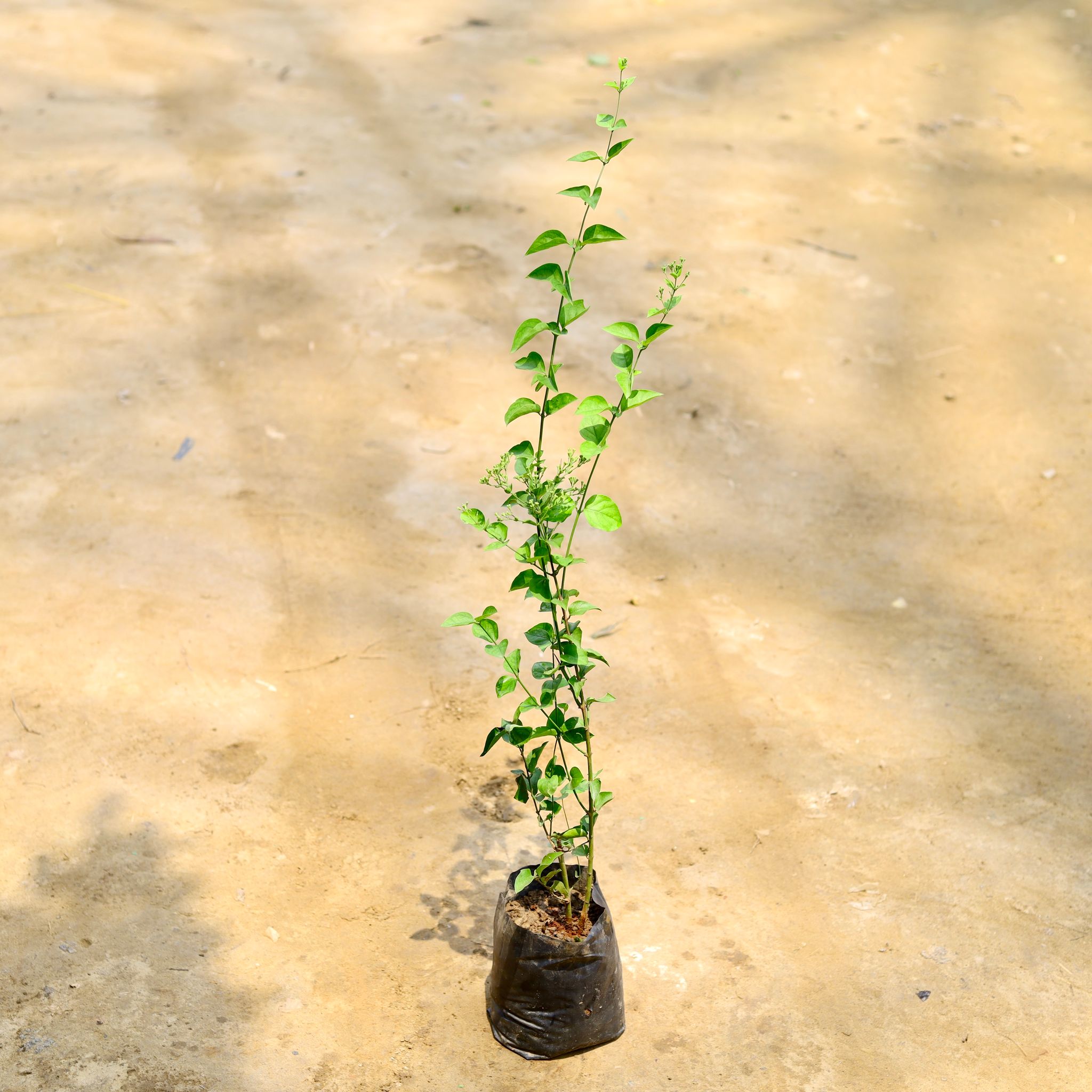 Juhi / Jasmine in 4 Inch Nursery Bag