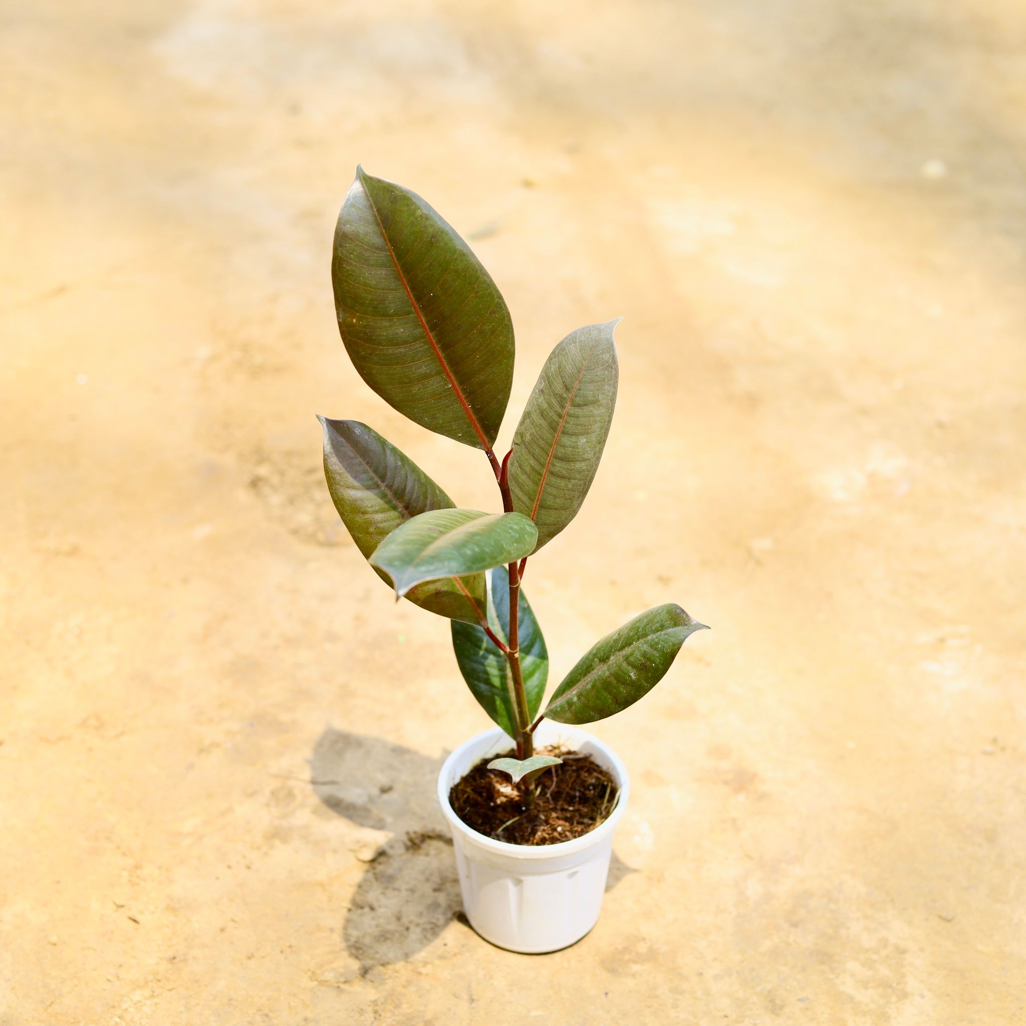 Rubber Black in 4 Inch Nursery Pot
