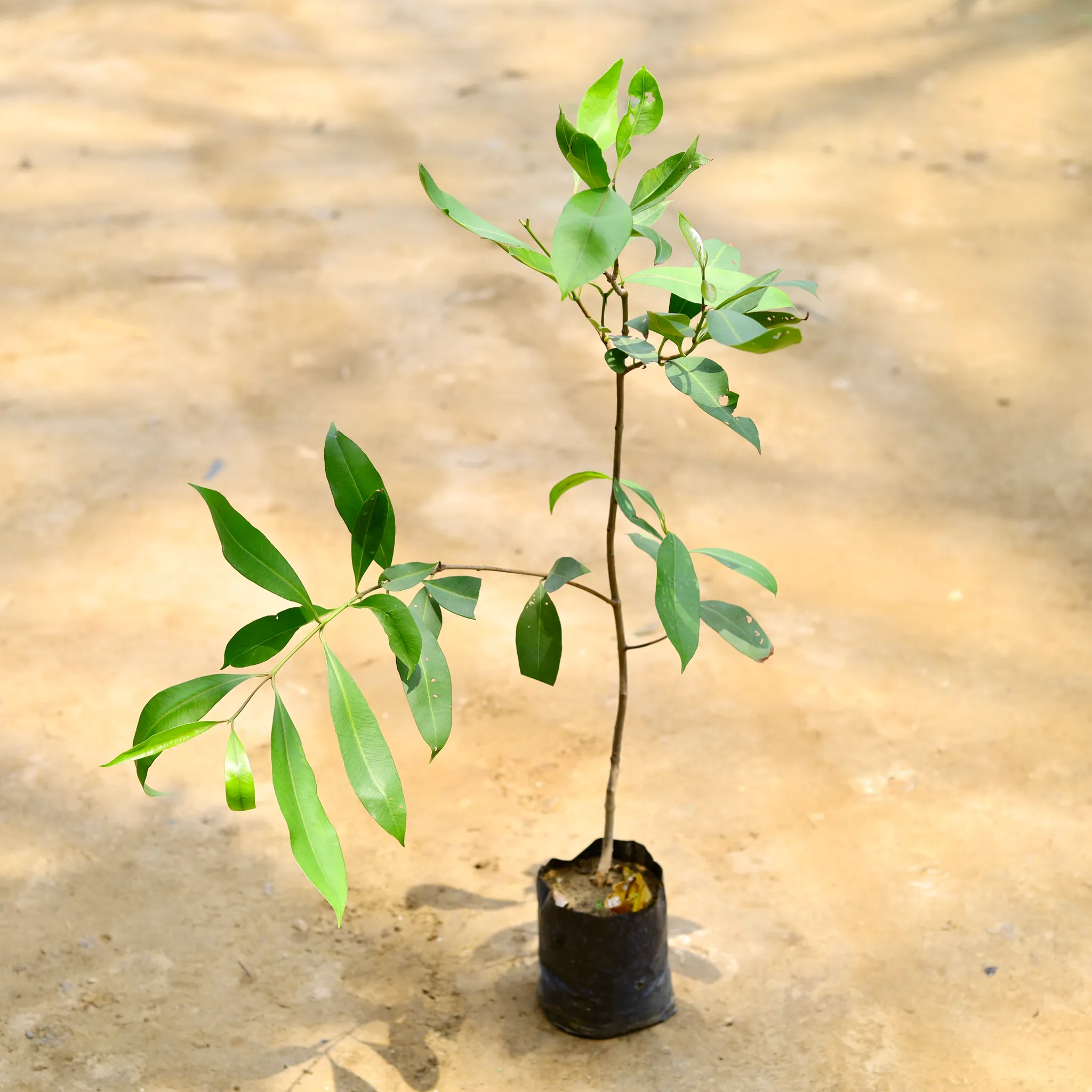 Black Berry / Jamun Desi in 6 Inch Nursery Bag