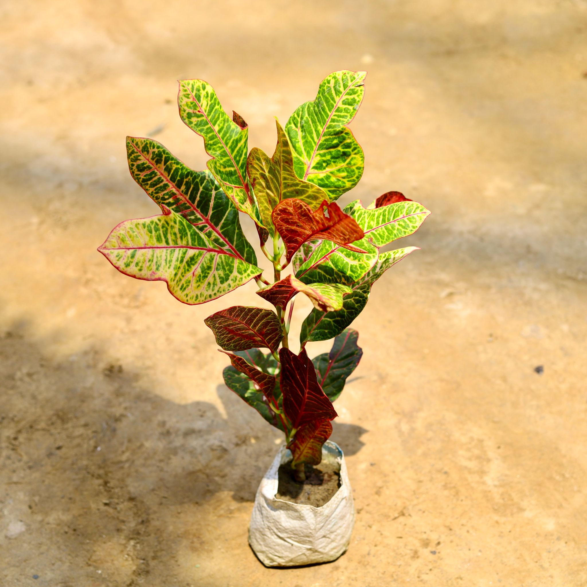 Croton Petra in 4 Inch Nursery Bag