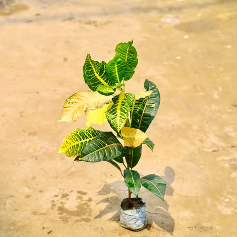 Croton Petra (~ 1 Ft) in 4 Inch Nursery Bag