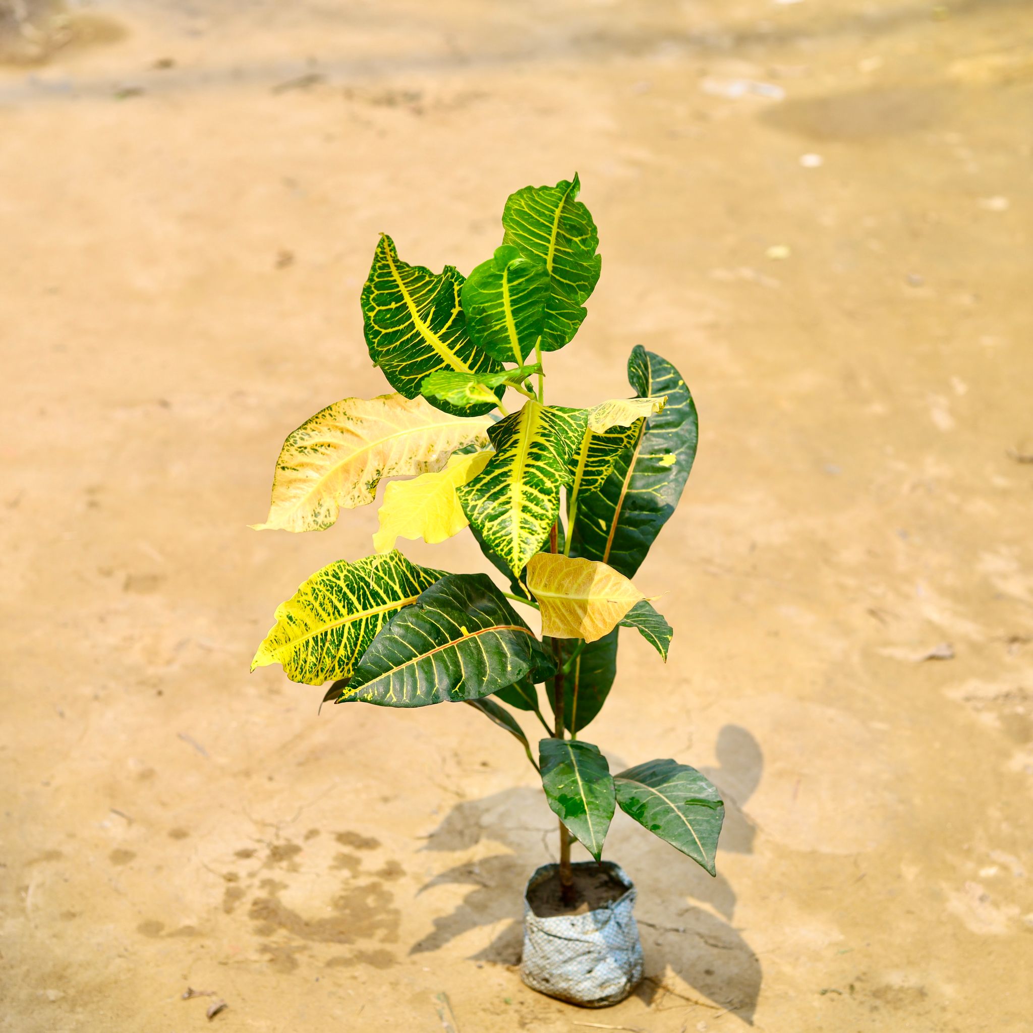 Croton Petra (~ 1 Ft) in 4 Inch Nursery Bag