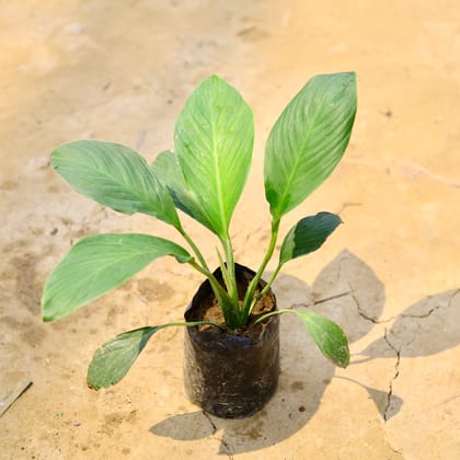 Buy Peace Lily Broad Leaf in 4 Inch Nursery Bag Online | Urvann.com