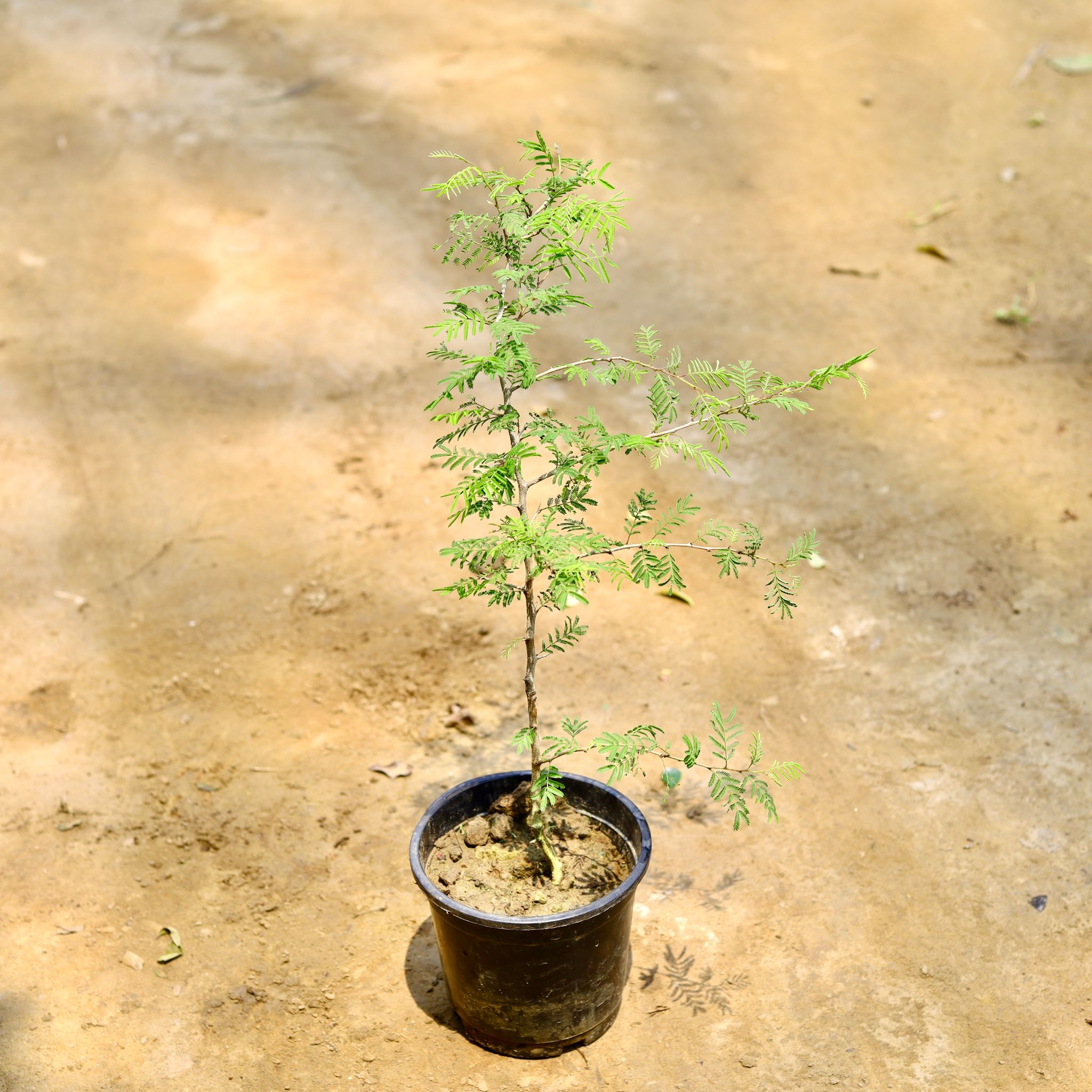 Holy Shami in 6 Inch Nursery Pot
