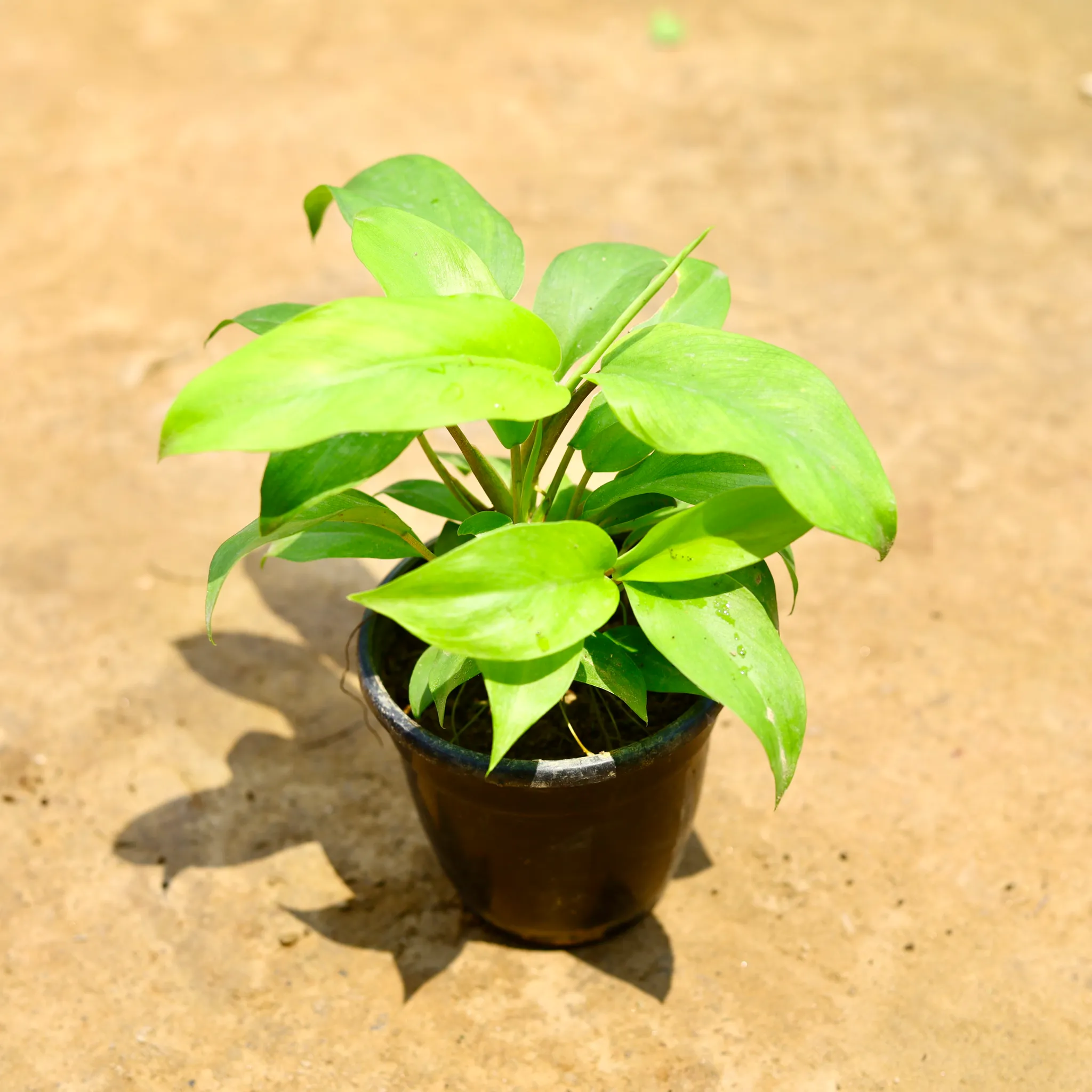 Philodendron Golden in 5 Inch Nursery Pot