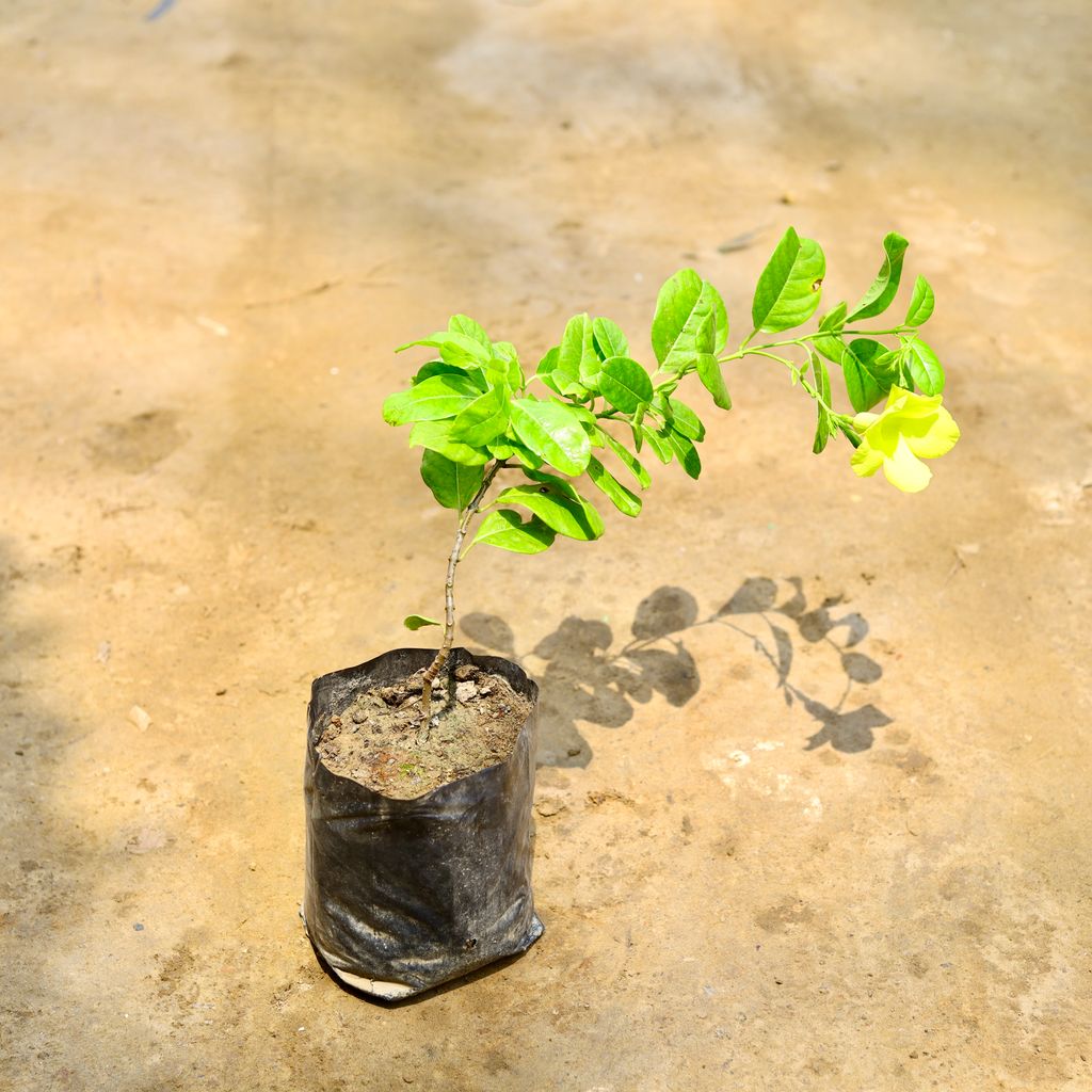Buy Allamanda Yellow Creeper in 6 Inch Nursery Bag Online | Urvann.com Allamanda Yellow Creeper in 6 Inch Nursery Bag